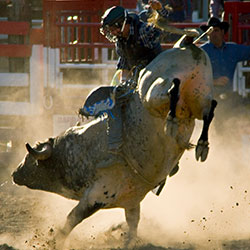 Image of bull rider on bull during Cheyenne Frontier Days