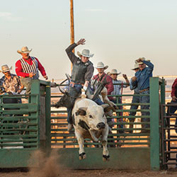 Image of rider on bull at Laramie Jubilee Days rodeo